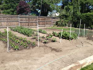 View of planted garden