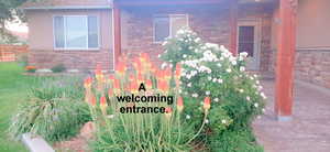 Humming Birds love these Red Hot Pokers