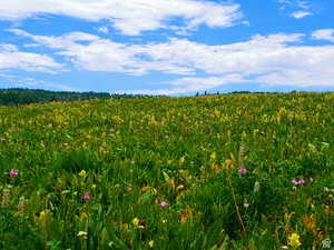 Summer Meadow next to the upper pad