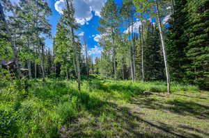 View of local wilderness