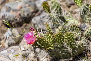 Photo 22 of 3002 E LA SAL PEAK DRIVE