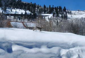 View of fox crossing yard covered in snow