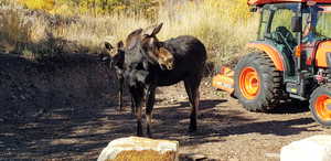 View of moose in driveway