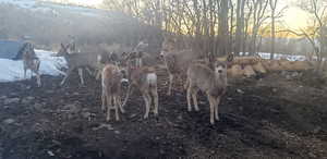 View of deer in yard at dusk