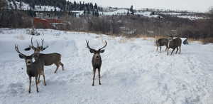 View of deer in yard covered in snow