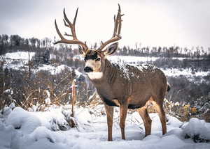 View of Buck in backyard