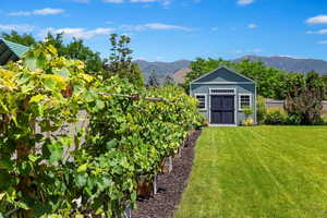 50' of Trellis and concord grapes