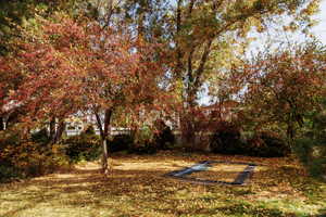 View of backyard