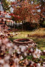 View of backyard