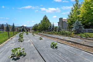 Personal garden with abundance of fruit and vegetables growing.