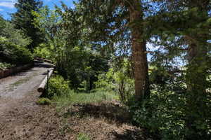 View of local wilderness