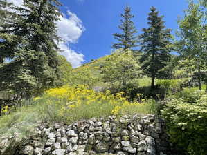 View of local wilderness