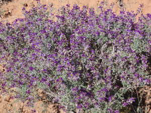 Natural vegetation everywhere,Purple Lopine.