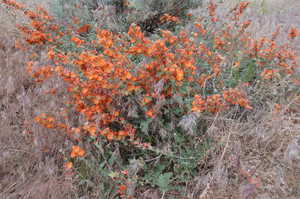 Globe mallow