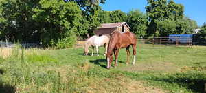 Neighbors horses