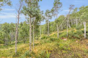 View of local wilderness