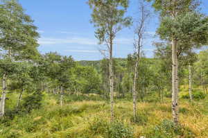 View of local wilderness