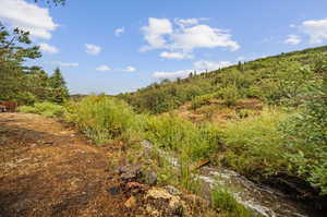 View of local wilderness