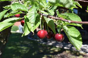 Cherry tree in back yard