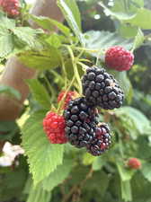 Rasberries and Blackberries