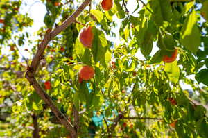 Fruit Trees along the back patio: 1 each Nectarine, Peach, Apricot, and Pear