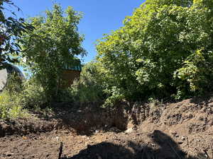 View of local wilderness