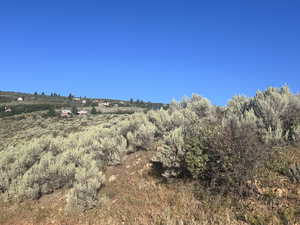 View of local wilderness with a rural view