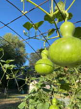 View of community Gardens