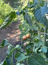 View of community Gardens