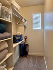 Primary bedroom walk-in closet featuring carpet flooring