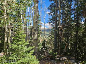 View of local wilderness