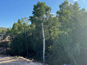 View of local wilderness