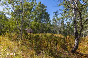 View of local wilderness