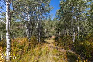 Path leading up to lot surrounded by Aspens