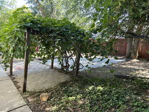 Grape vines and apple tree