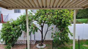 View of yard - peach tree