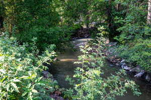 View of wooded landscape featuring a water view