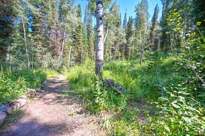 View of local wilderness