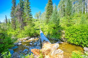 View of local wilderness