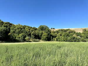 View of the field and lush hillside