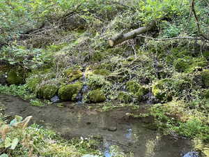 View of abundant water that flows through property