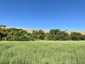 View of the lush green landscape of the property