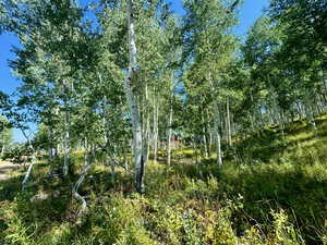 View of local wilderness