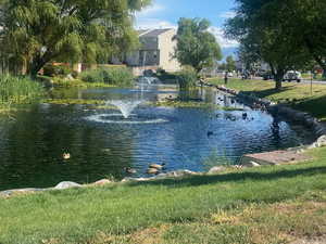 Neighborhood Duck Pond