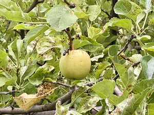 Yard features bing cherry trees, apple trees, and pear tree.