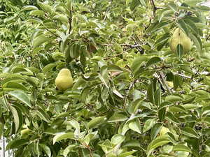 Yard features bing cherry trees, apple trees, and pear tree.