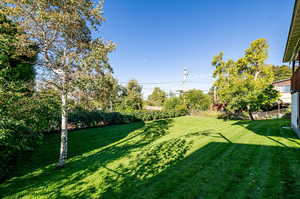 lush back yard with walnut tree