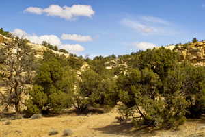 View of local wilderness