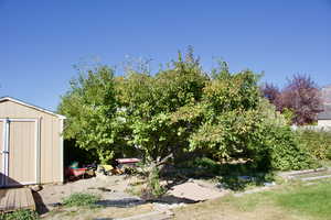 View of yard featuring a shed