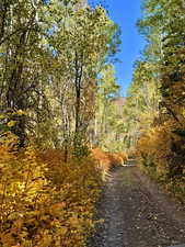 Road at the bottom of the lots